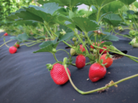 kmetija-budl-2 kmetija-budl-2