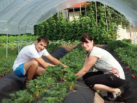 kmetija-budl-5 kmetija-budl-5